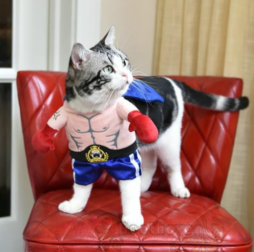 Boxer Cat Costume