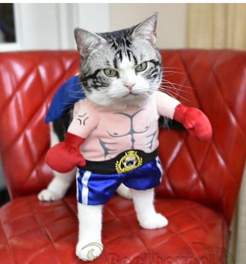 Boxer Cat Costume