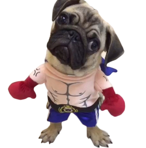 Boxer Cat Costume